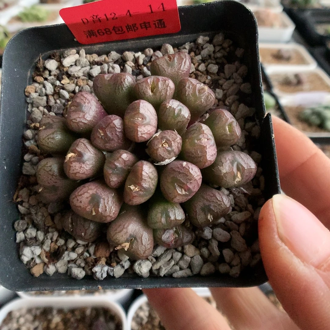 12-4-14  铜壶一群