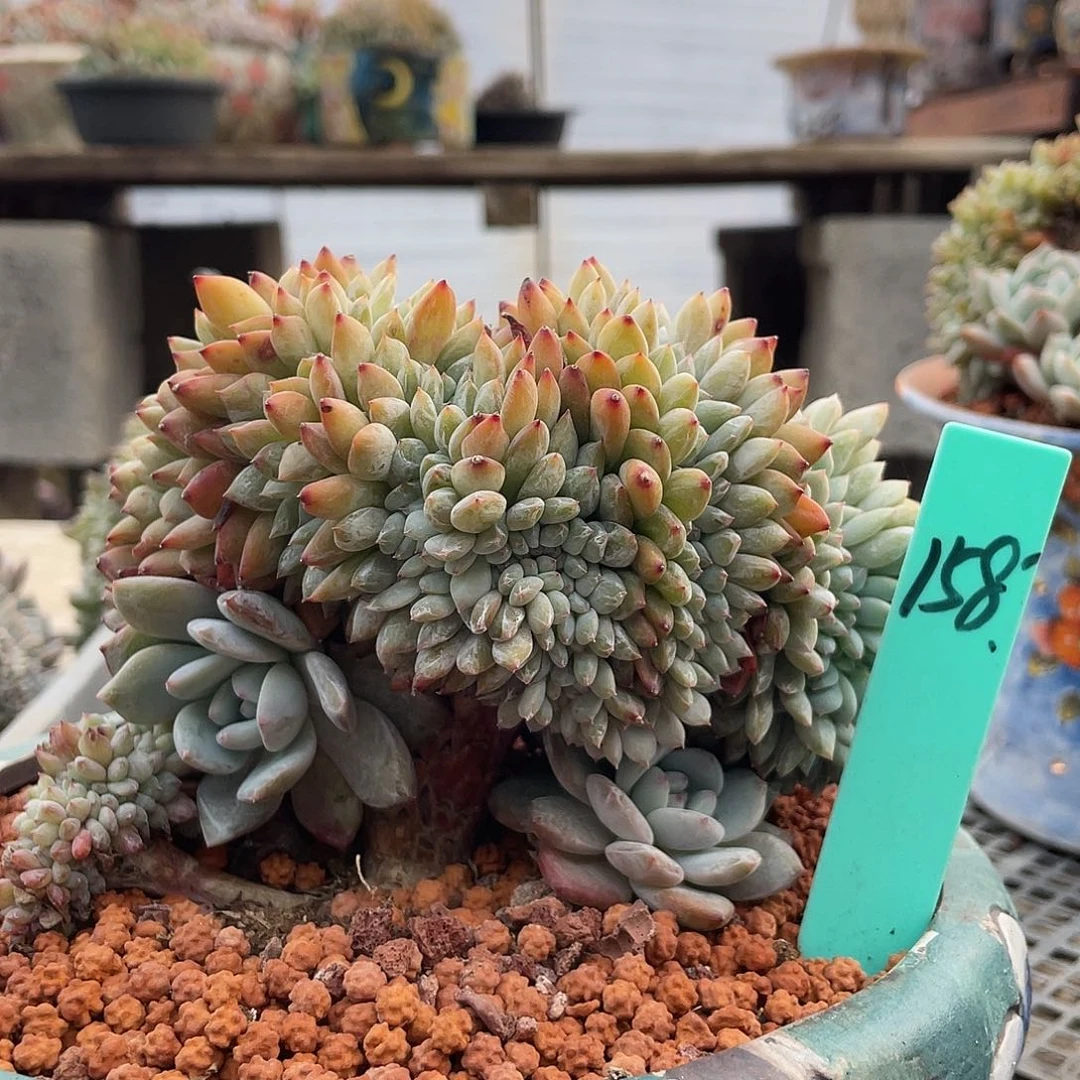 多肉星影缀化一个