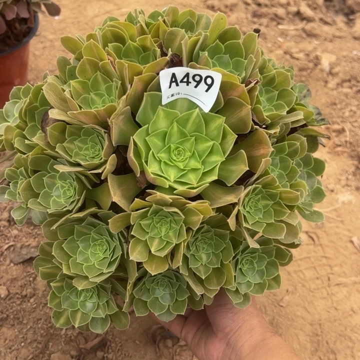女巫中班多肉植物499.