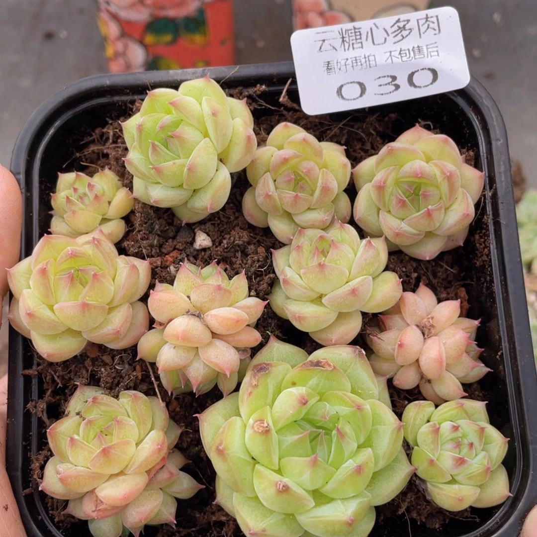 云糖心多肉植物30