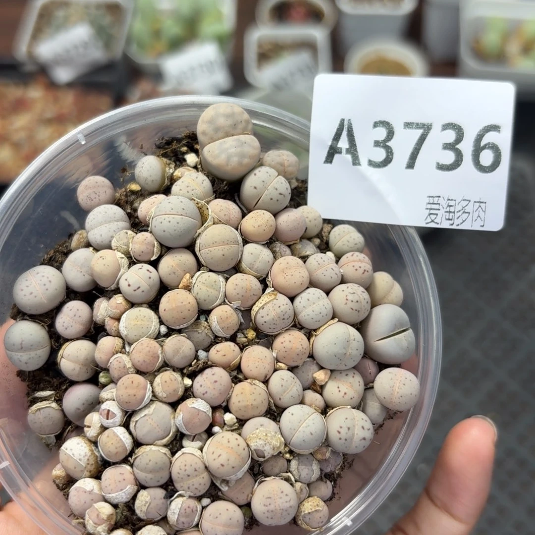 3736 生石花和肉锥