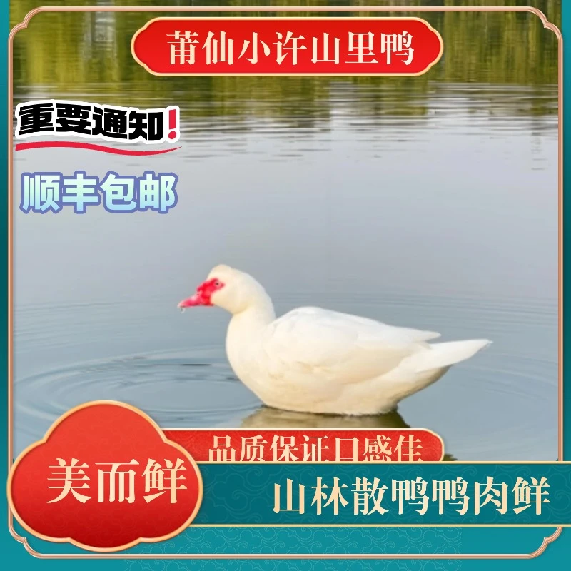 （双12福利专场）莆仙小许农家散养小种番鸭汤甜肉鲜味道纯真，