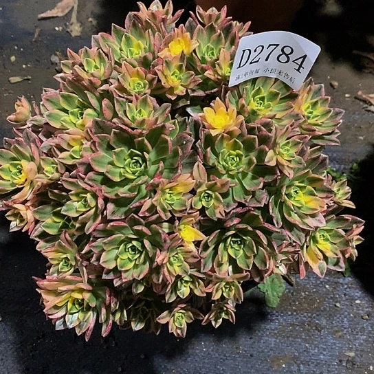 2784甜茶多肉法师锦