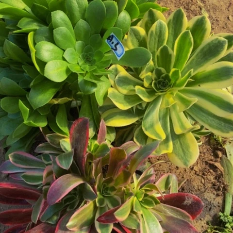 迈巴赫金丝雀 翡翠琉璃13多肉