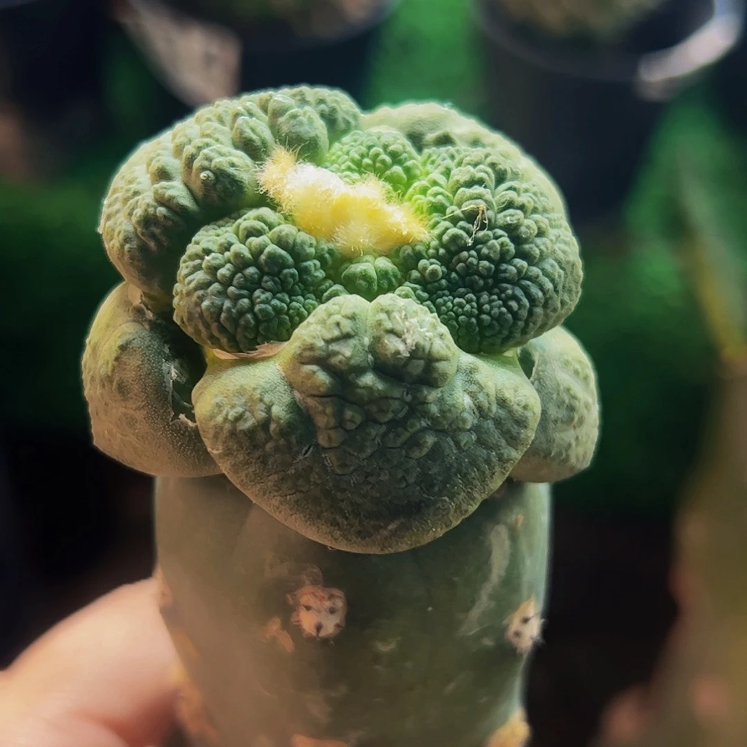 无花朵福利大尤连山牡丹060