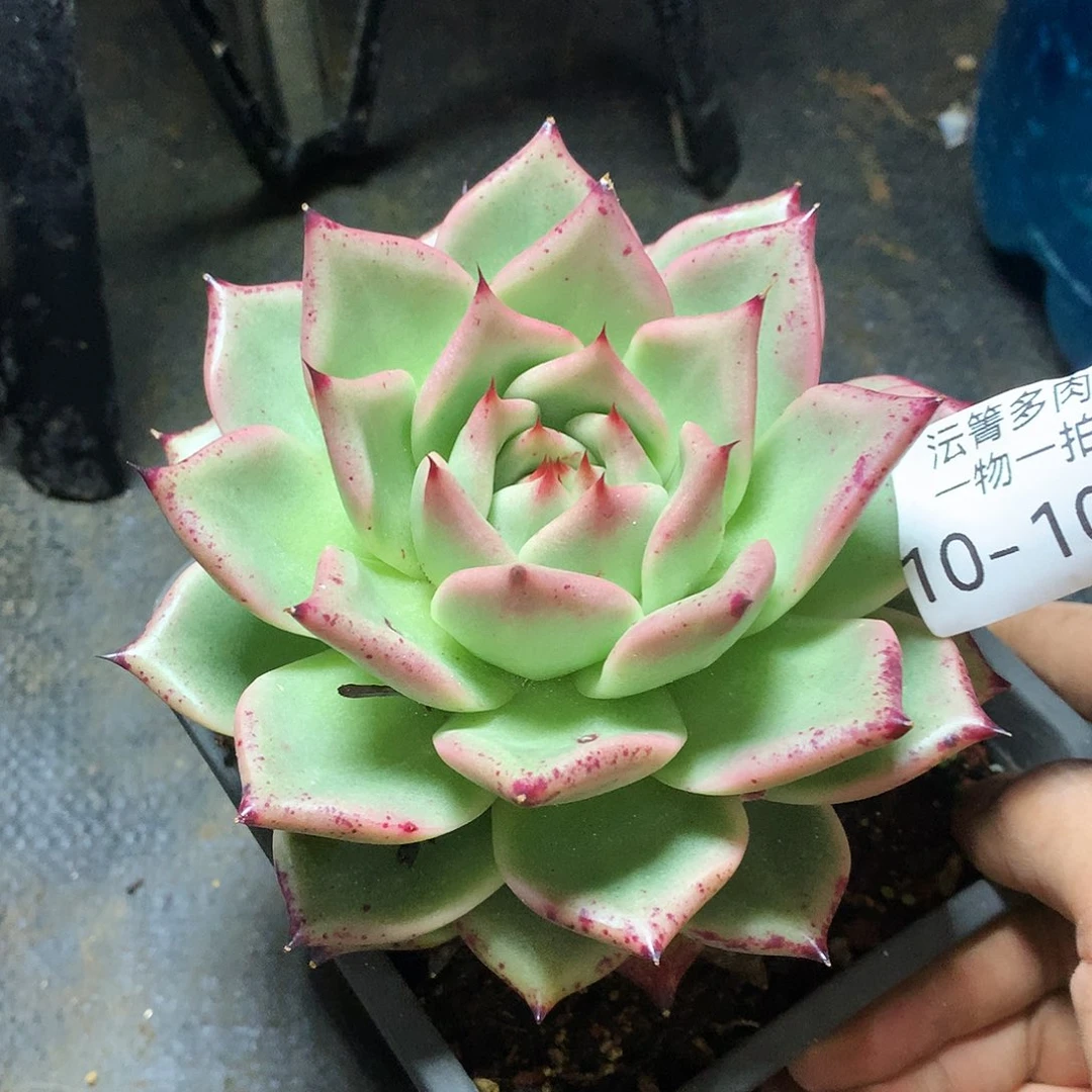 红颜密语一物一拍10-104