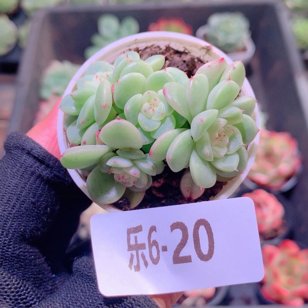 乐然6-20 新品群