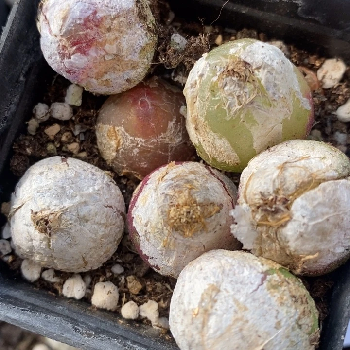 1536大灯泡有伤一组