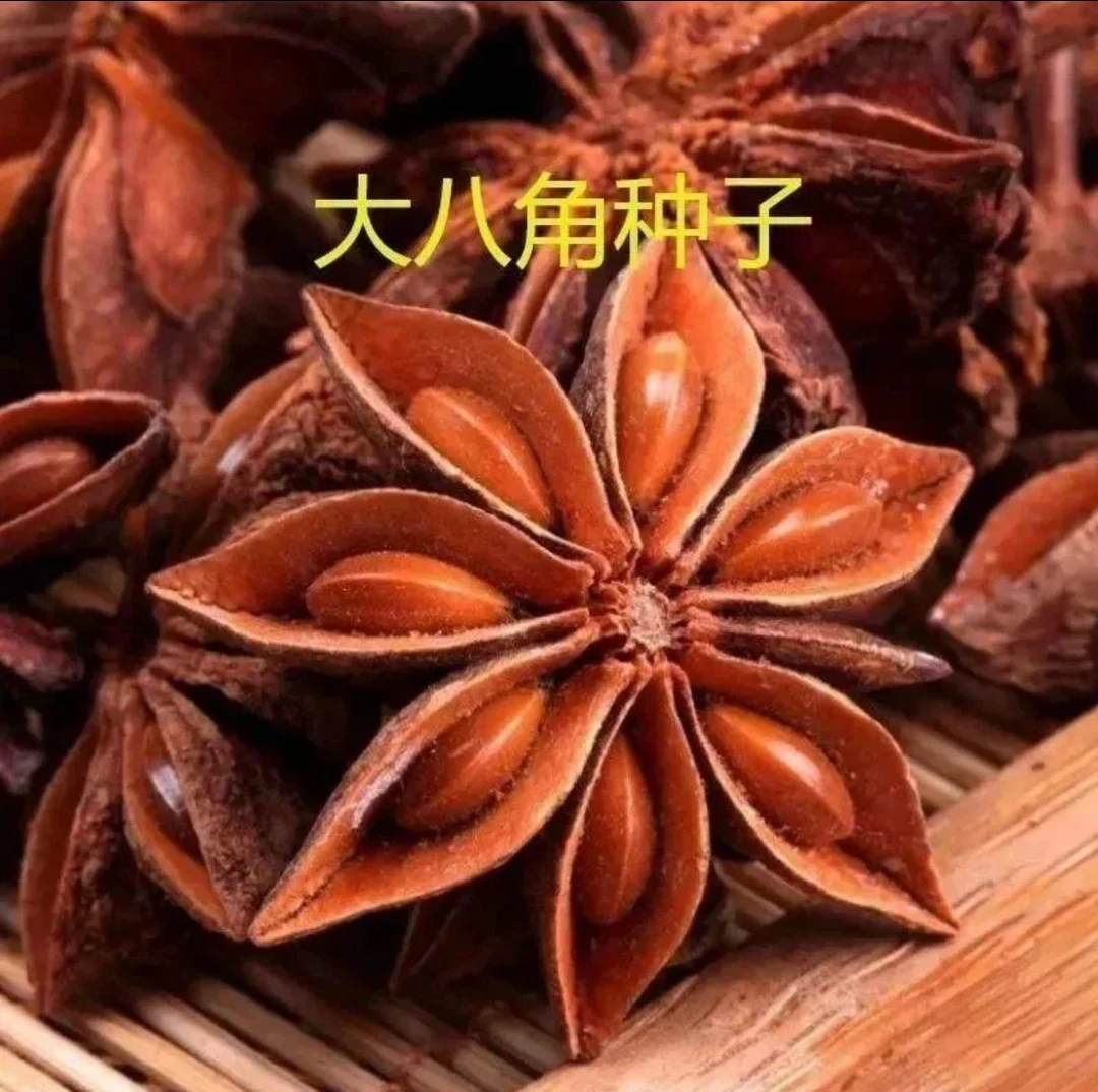 八角种子四季种植庭院阳台种植盆栽地栽