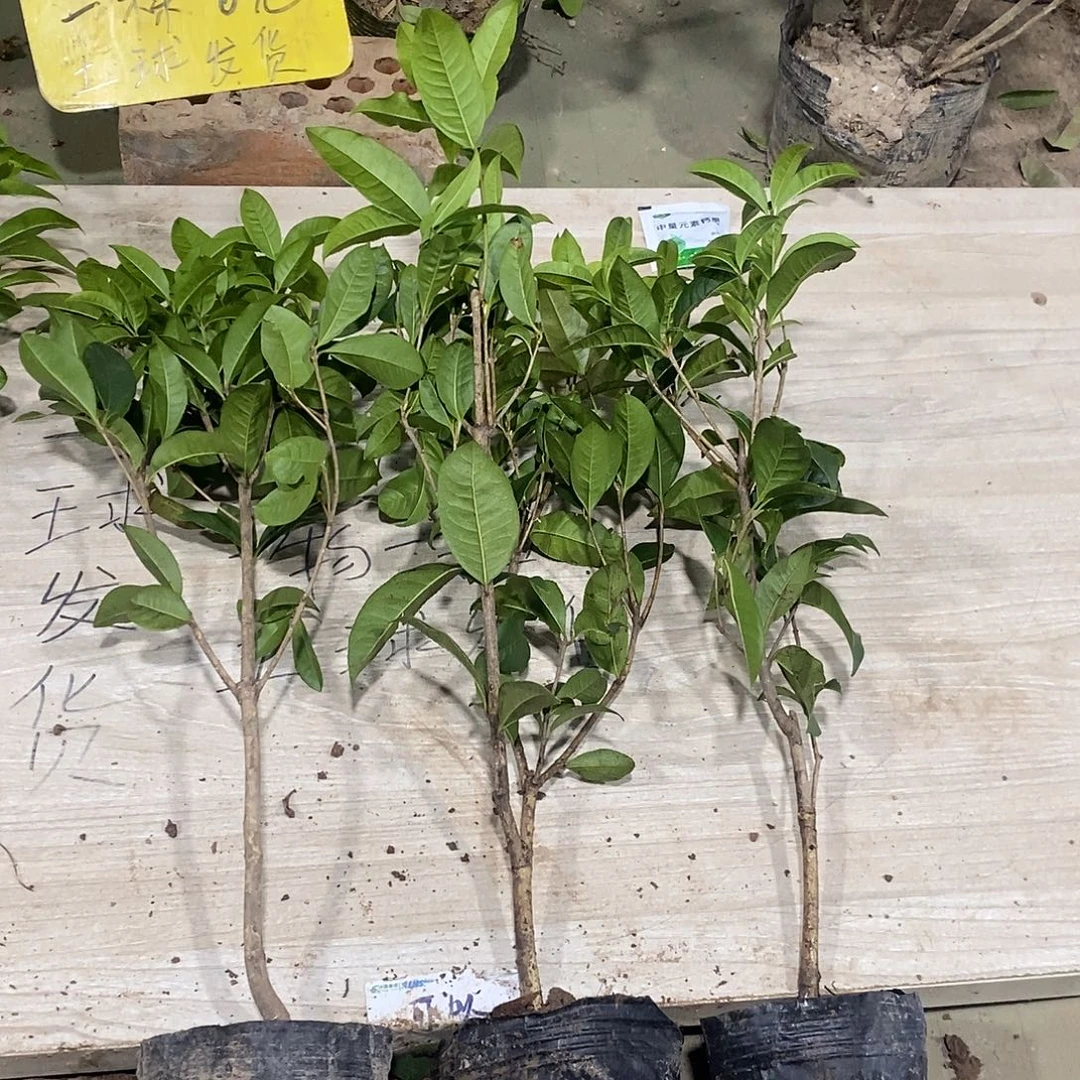 完全开放四季桂花一物一拍