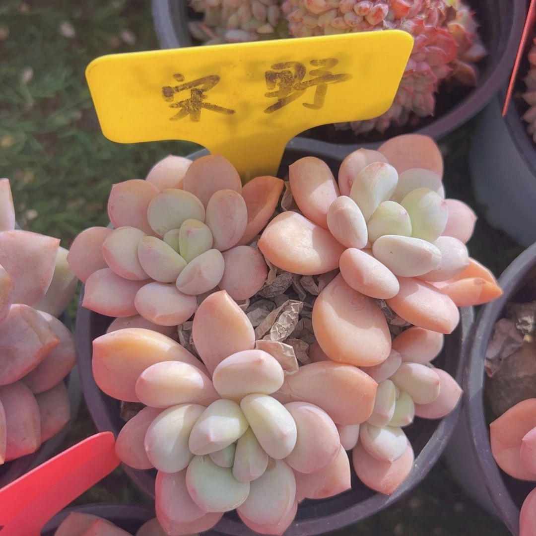 香玉的故事是一个人的故事吗笑