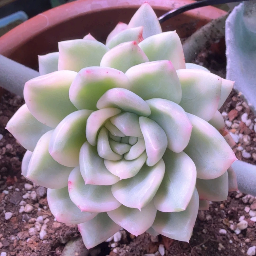 无花朵冰月亮锦 多肉