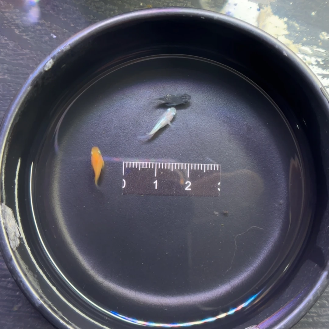 青鳉鱼观背青鳉鱼直播间29