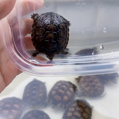 清***风母绿毛龟小青一个抽奖送