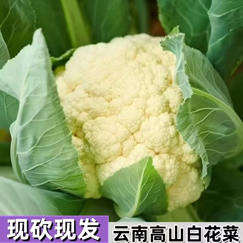 贵州云南高山露天种植白花菜鲜甜脆嫩当天采摘当天发货品质发货