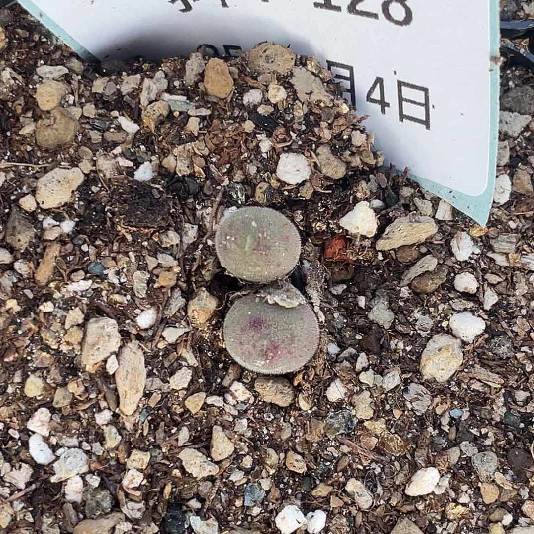 别*年4-128肉锥多肉植物