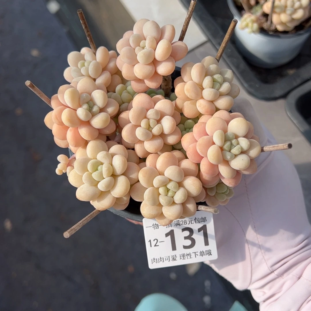 C****y洛可可多肉多肉多肉多肉