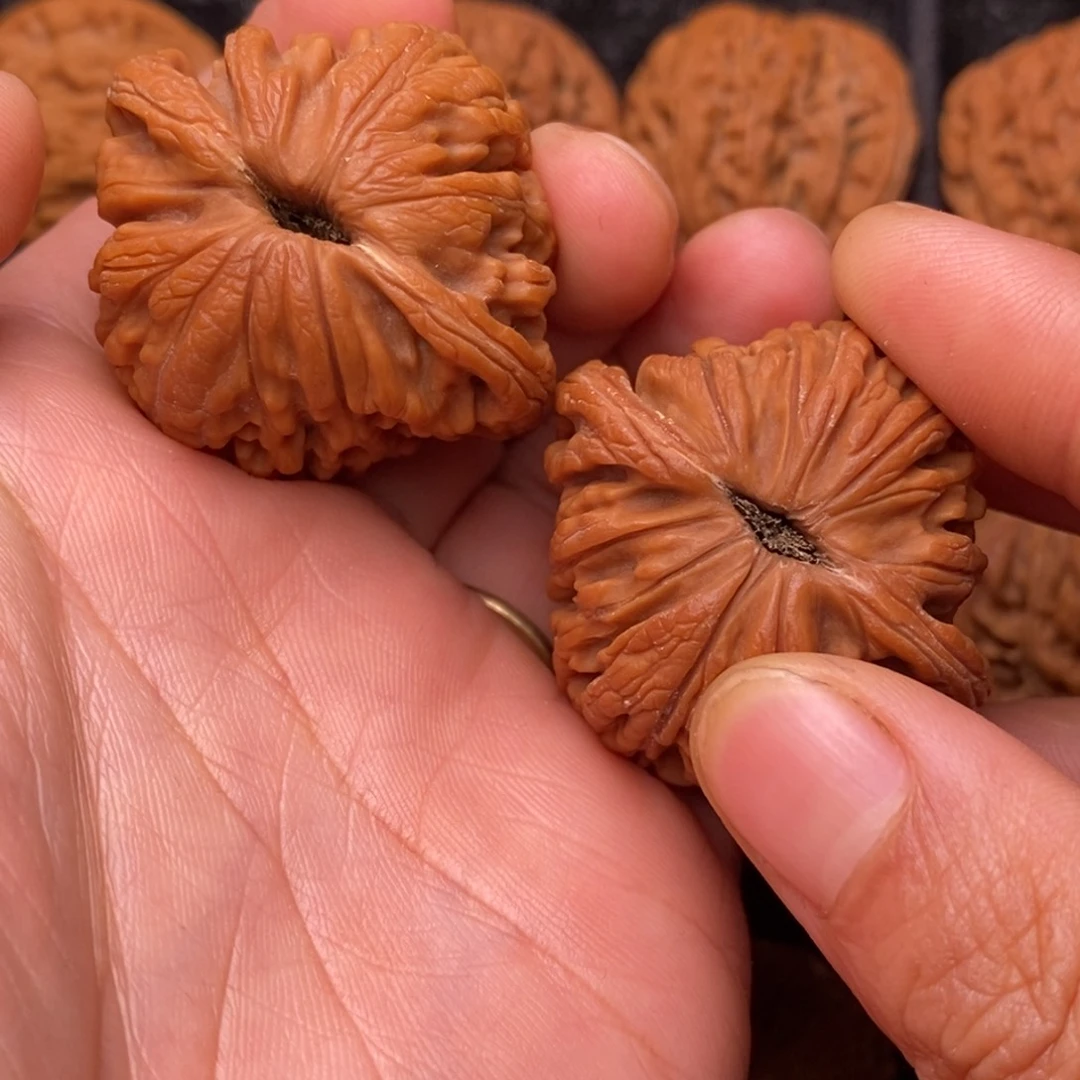 把件文玩核桃秦岭野生植物资源