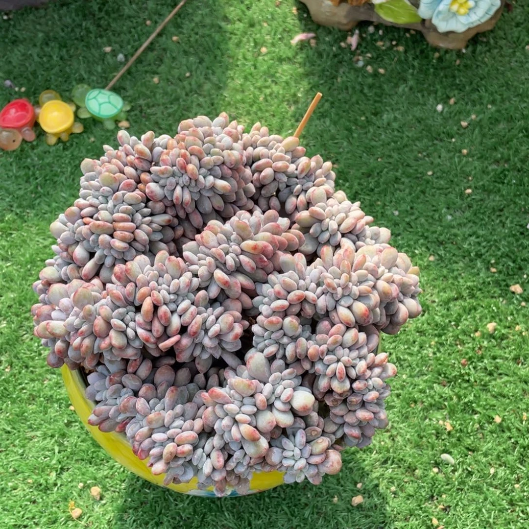 豆总多肉粉兔缀化