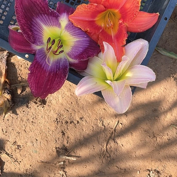 当前无花栽培后可以开花