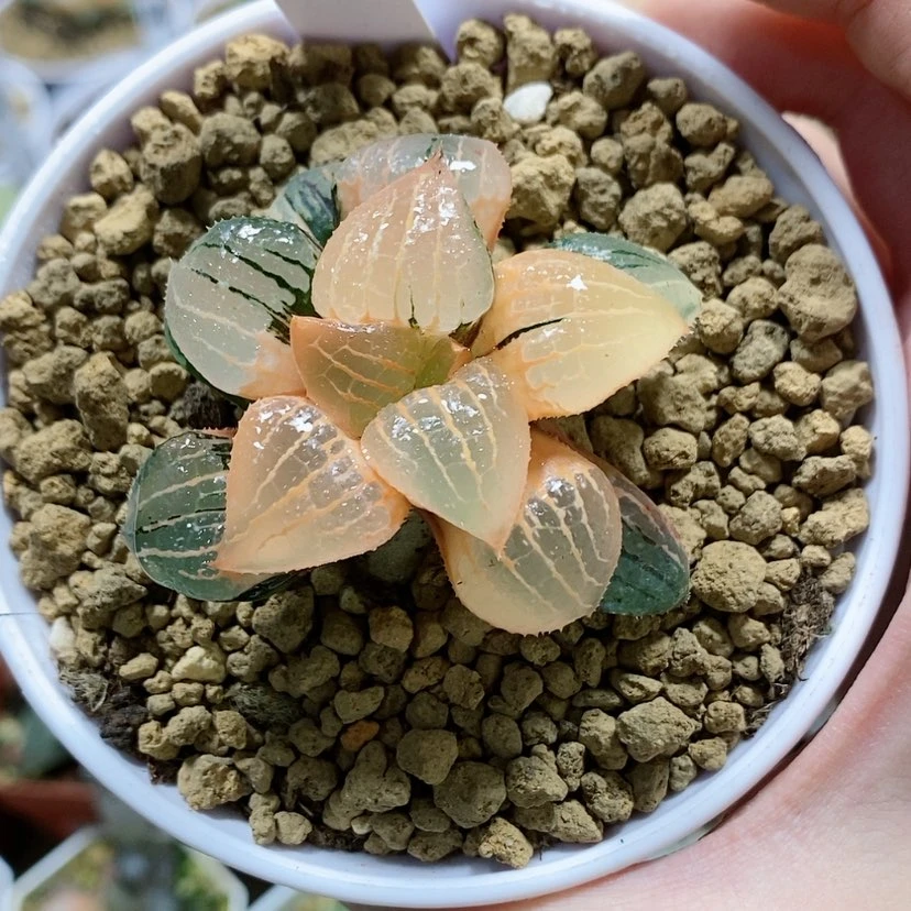 【闪购商品】60糊斑香瓜岛锦