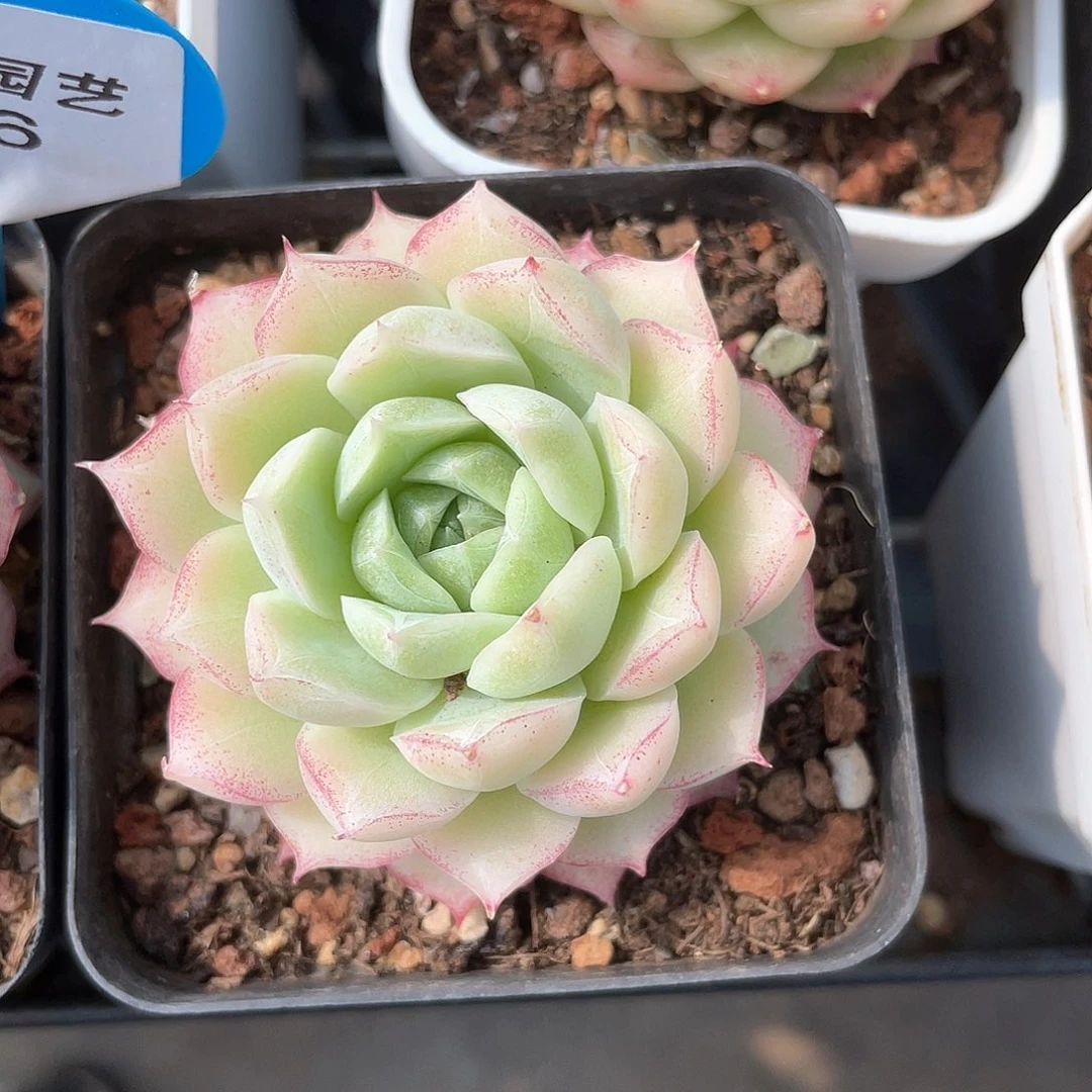 咕****咕优选玫瑰花女王8120