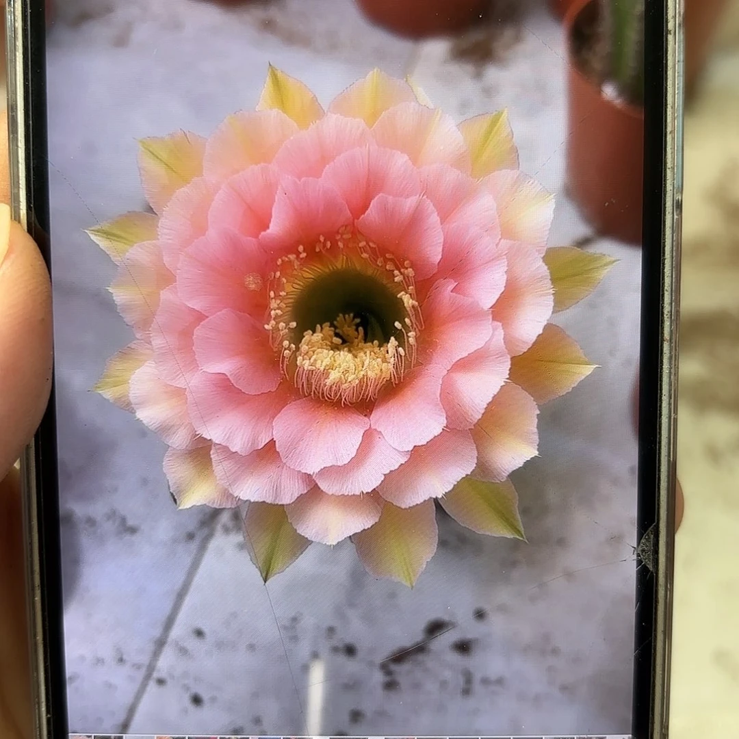 彩草美人鱼8公分左右