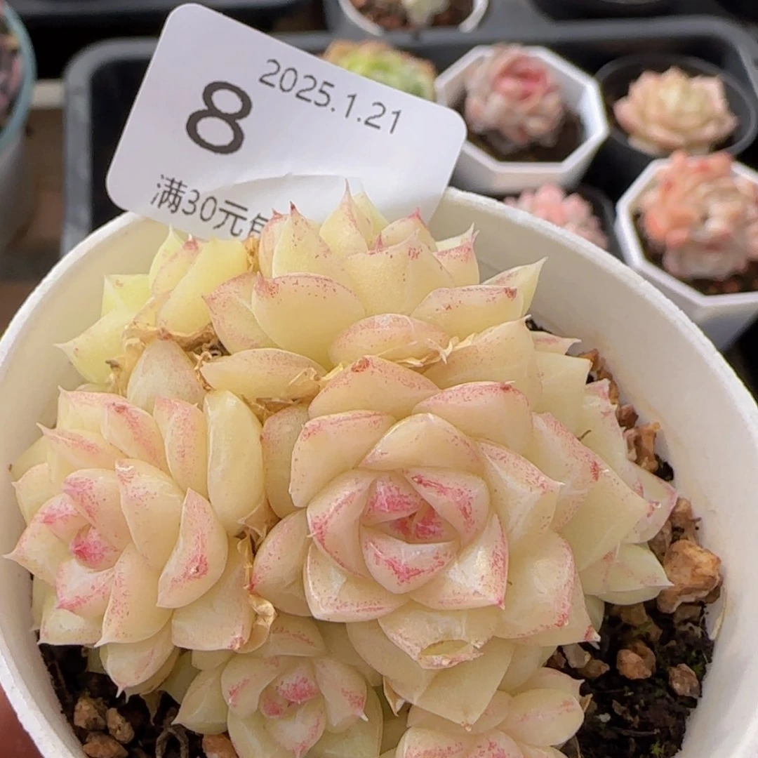 白天鹅麦秆群一颗