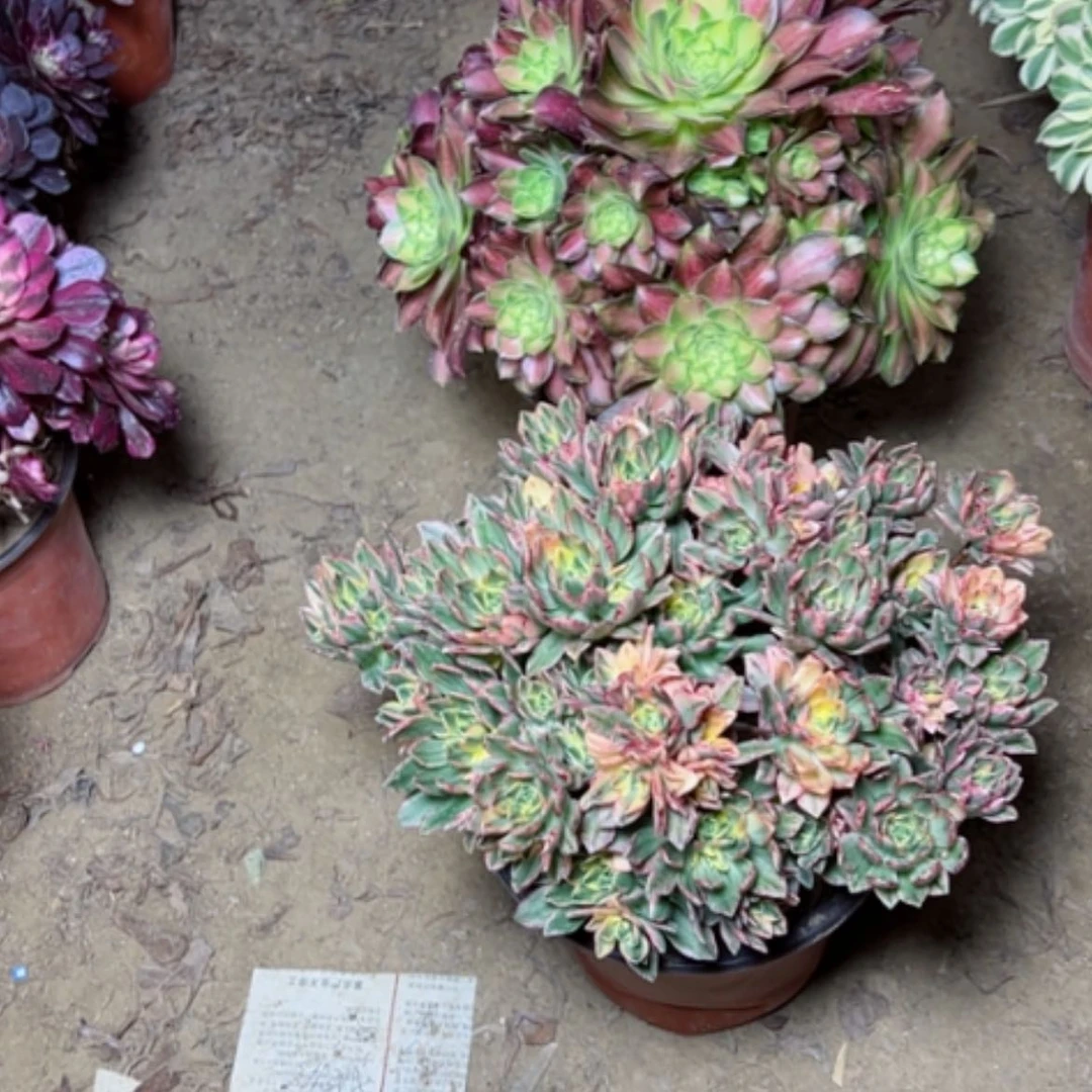 【闪购商品】多肉植物两个76