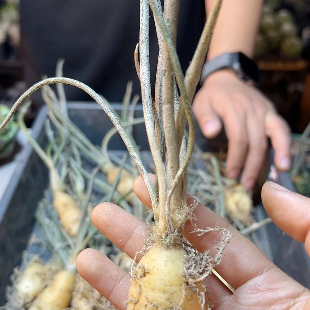 实生美杜莎2公分肚子