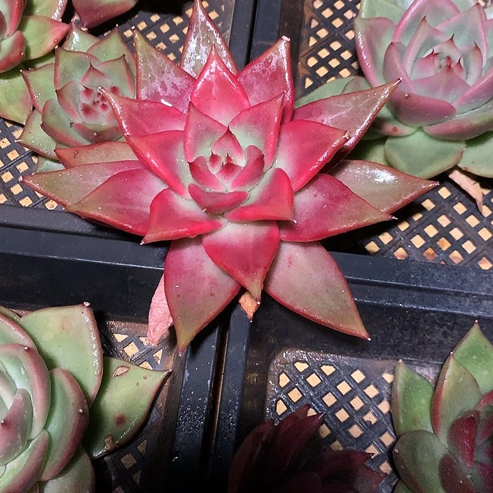 美肉特价活动开始了