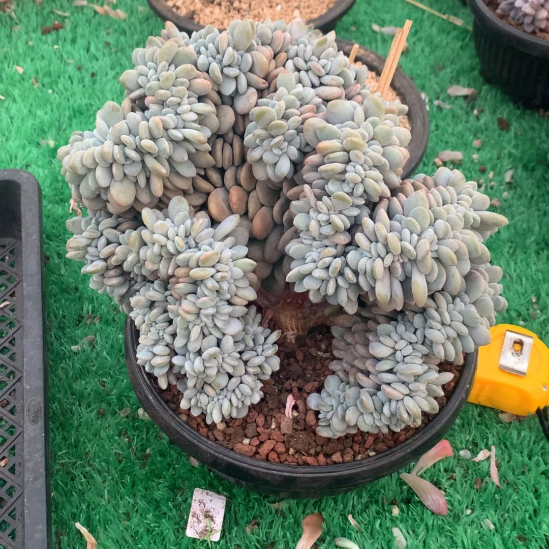 951粉兔11111111111111