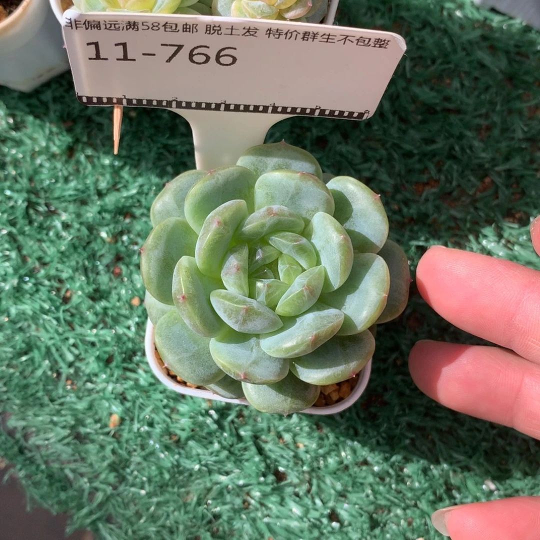 遥遥领先编号优选58包邮