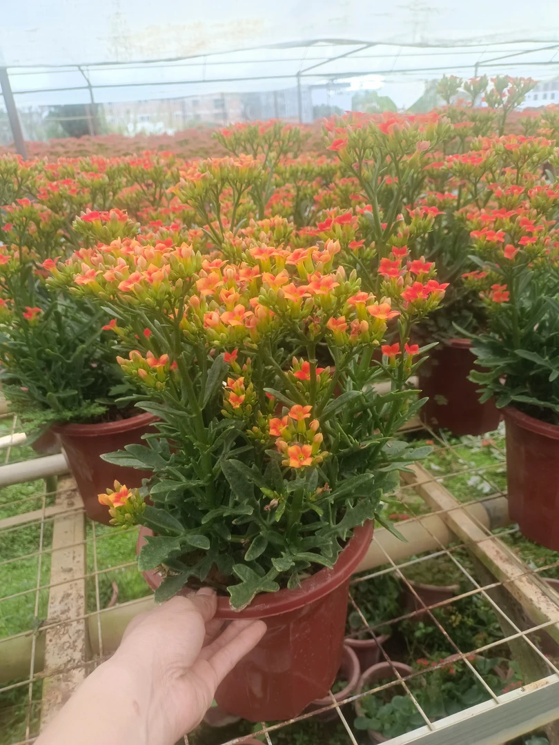 长寿花脱盆脱土发货（新手慎拍 不包活  无售后） 直播间一物一拍