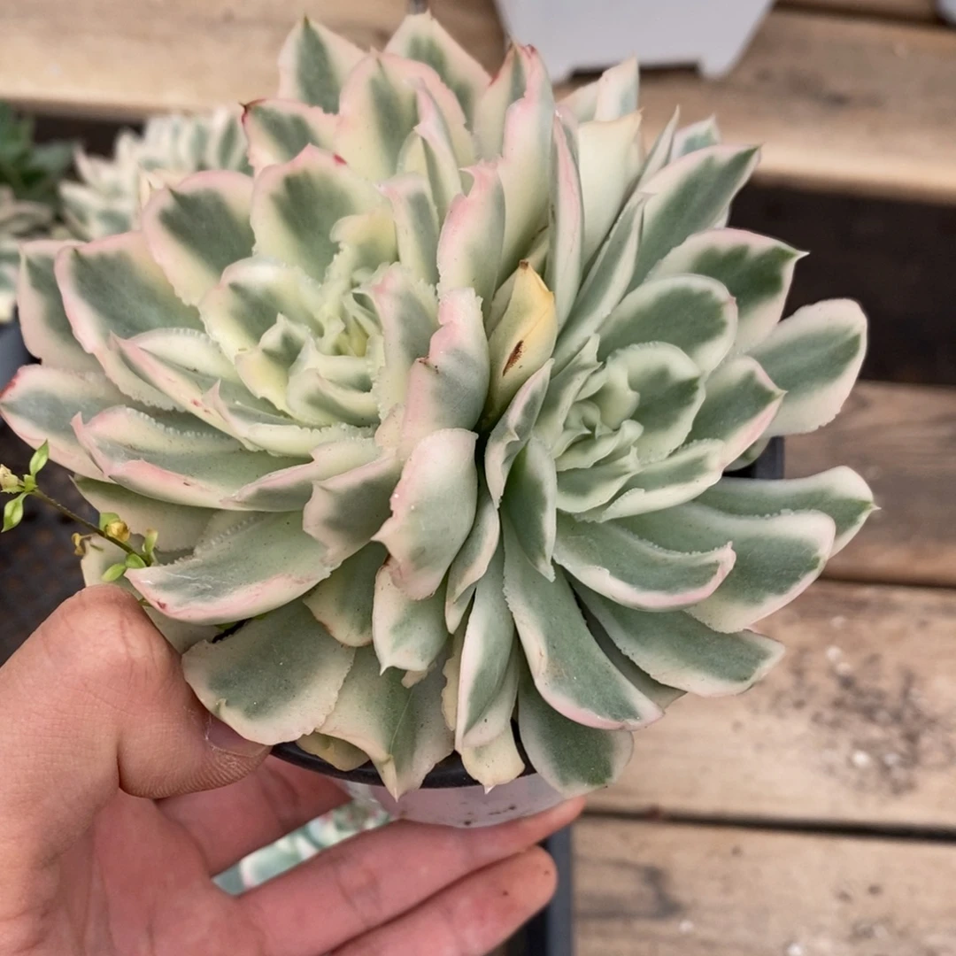 紫蝴蝶锦多肉植物6820