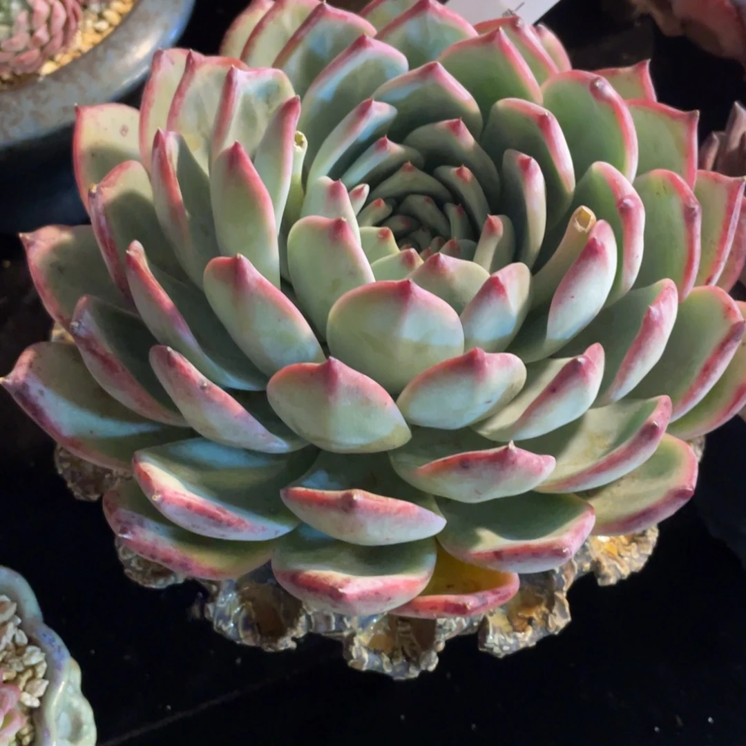 小***傲289红拉糖单头多肉植物