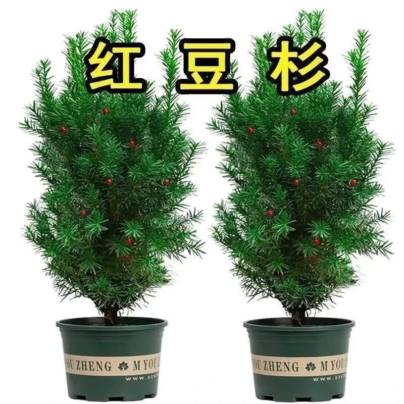 红豆杉树苗红豆杉盆栽红豆杉树苗室内外花卉绿植盆景植物四季好养