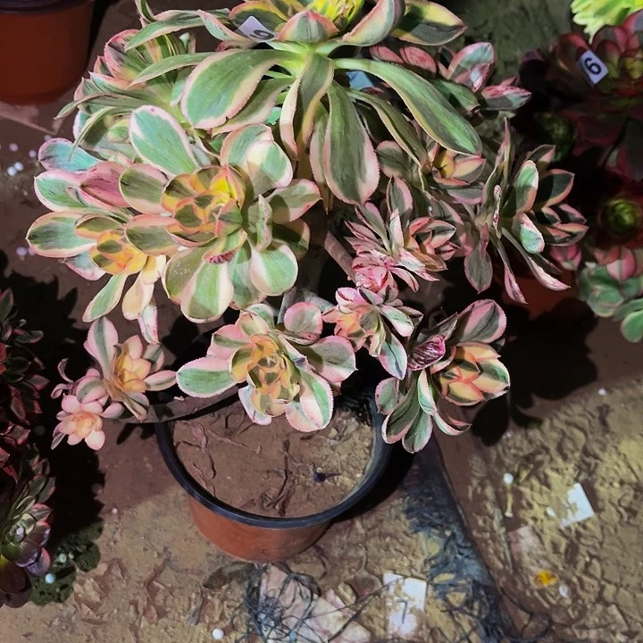 998燕姿超白多肉植物处理不售后砍头丛林