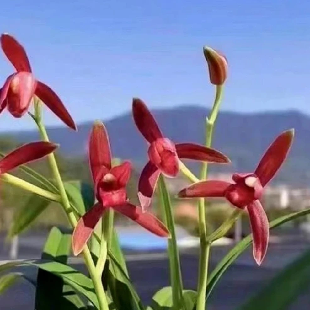 建兰仙山红小学元绿杆红花室内阳台盆栽