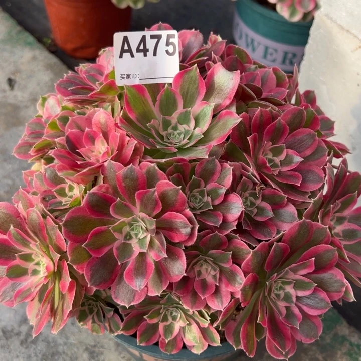 475夜罗刹22厘米左右