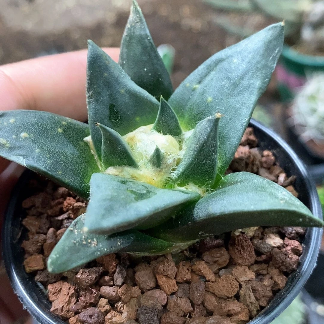 孤品实生优选大宽尤龙牙牡丹7.8cm仙人球