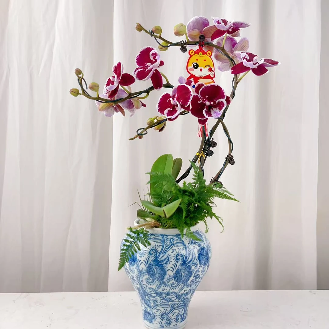 桦艺优选【圆舞曲】蝴蝶兰轻奢绿植花卉艺术高级盆栽植株蝴蝶兰盆栽