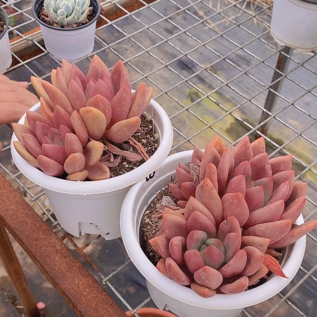 桃花源大单头带仔两盆