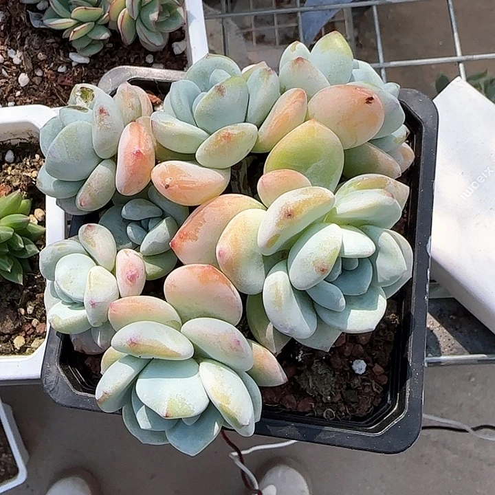 青蛙王子儿童牙膏111