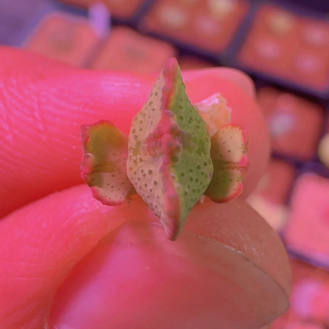 云缦精品番杏6.67