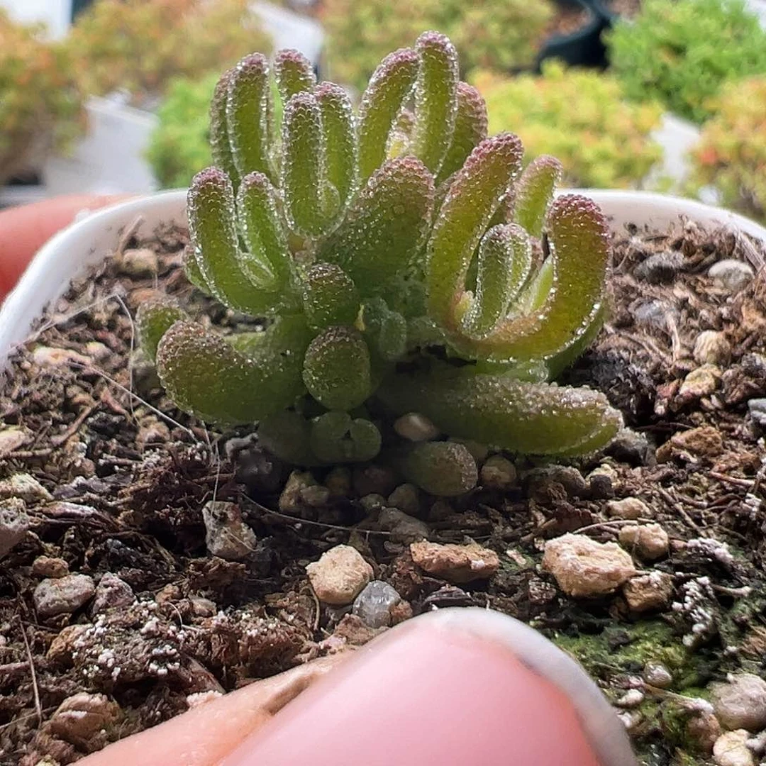 1076号冰晶12.30多肉