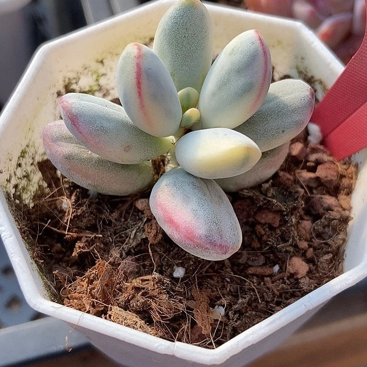多肉植物乒乓锦7302多肉