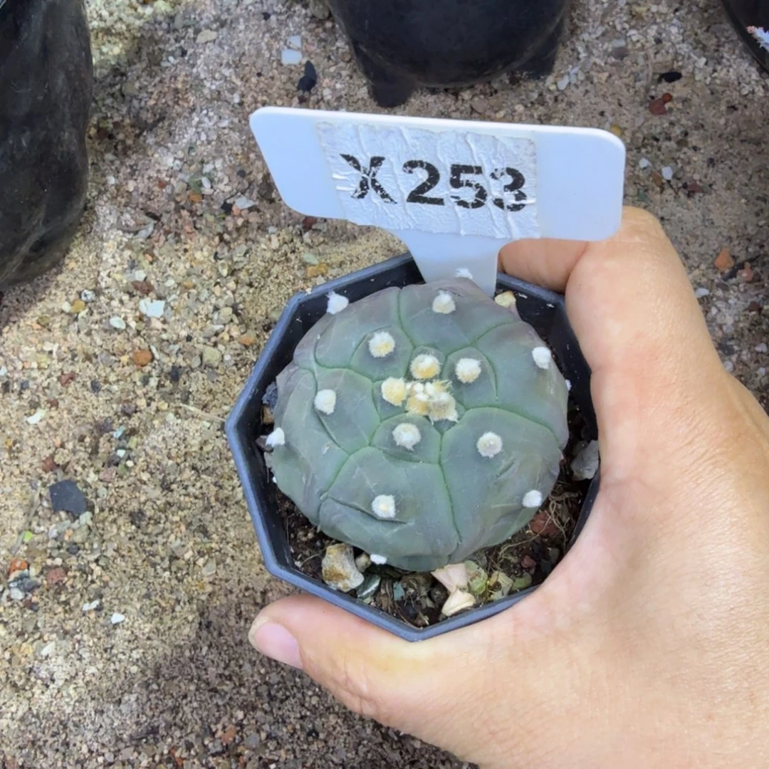 元旦福利龟甲兜带盆