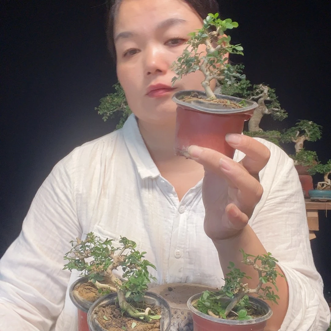 无花朵对节白蜡盆景