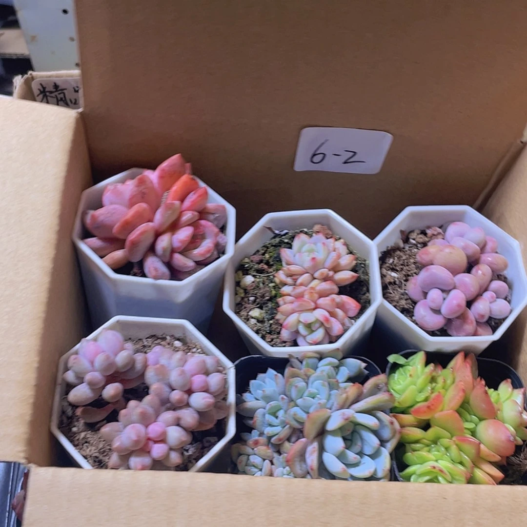 【闪购商品】6颗-2